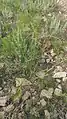 Cuscuta monogyna • سس شرقی
