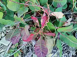 Cuscuta monogyna • سس شرقی