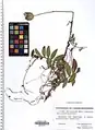 Cuscuta monogyna • سس شرقی
