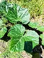 Cucurbita moschata • کدوی رشتی