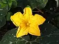 Cucurbita moschata • کدوی رشتی