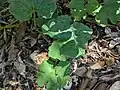 Cucurbita moschata • کدوی رشتی