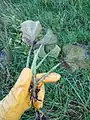 Cucurbita moschata • کدوی رشتی