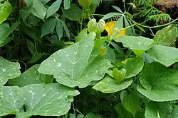 Cucurbita moschata • کدوی رشتی