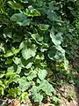 Cucurbita moschata • کدوی رشتی