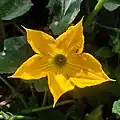 Cucurbita moschata • کدوی رشتی