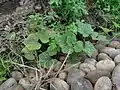 Cucurbita moschata • کدوی رشتی