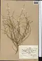 Convolvulus erinaceus • پیچک جامی
