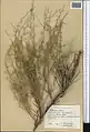 Convolvulus erinaceus • پیچک جامی