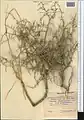 Convolvulus erinaceus • پیچک جامی