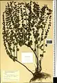 Scutellaria condensata • بشقابی انبوه پرکرک
