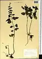 Scutellaria condensata • بشقابی انبوه پرکرک