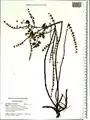 Scutellaria condensata • بشقابی انبوه پرکرک