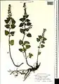 Scutellaria condensata • بشقابی انبوه پرکرک