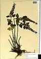 Scutellaria condensata • بشقابی انبوه پرکرک