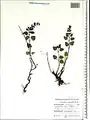 Scutellaria condensata • بشقابی انبوه پرکرک