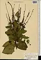 Scutellaria condensata • بشقابی انبوه پرکرک