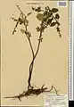 Scutellaria condensata • بشقابی انبوه پرکرک