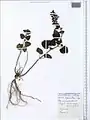 Scutellaria condensata • بشقابی انبوه پرکرک