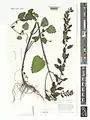 Scutellaria condensata • بشقابی انبوه پرکرک