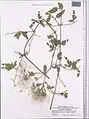 Dianthus orientalis • میخک شرقی رگه‌روشن