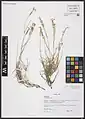Dianthus orientalis • میخک شرقی رگه‌روشن