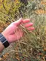 Dianthus orientalis • میخک شرقی رگه‌روشن