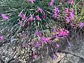 Dianthus orientalis • میخک شرقی رگه‌روشن