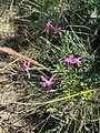 Dianthus orientalis • میخک شرقی رگه‌روشن