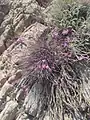Dianthus orientalis • میخک شرقی رگه‌روشن