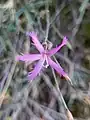 Dianthus orientalis • میخک شرقی رگه‌روشن