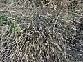 Dianthus orientalis • میخک شرقی رگه‌روشن