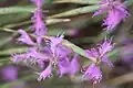 Dianthus orientalis • میخک شرقی رگه‌روشن