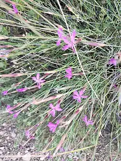 Dianthus orientalis • میخک شرقی رگه‌روشن