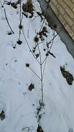 Dipsacus strigosus • خواجه باشی جنگلی