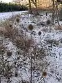 Dipsacus strigosus • خواجه باشی جنگلی