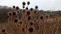 Dipsacus strigosus • خواجه باشی جنگلی