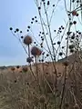 Dipsacus strigosus • خواجه باشی جنگلی