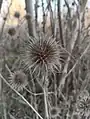 Dipsacus strigosus • خواجه باشی جنگلی