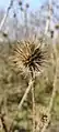 Dipsacus strigosus • خواجه باشی جنگلی