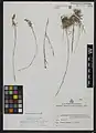 Dianthus tabrisianus • میخک تبریزی