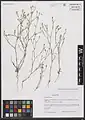Dianthus tabrisianus • میخک تبریزی