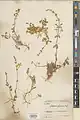 Scutellaria tomentosa • بشقابی نمدین