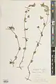 Scutellaria tomentosa • بشقابی نمدین