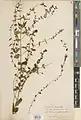 Scutellaria tomentosa • بشقابی نمدین
