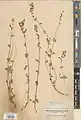 Scutellaria tomentosa • بشقابی نمدین