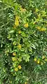 Berberis integerrima • زرشک زرافشانی