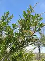 Berberis integerrima • زرشک زرافشانی