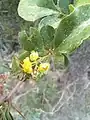 Berberis integerrima • زرشک زرافشانی