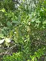Berberis integerrima • زرشک زرافشانی